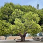 Großer Baum am höchten Punkt der Burg