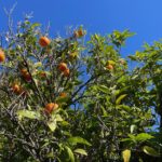 Mandarinenbaum mit vielen Früchten