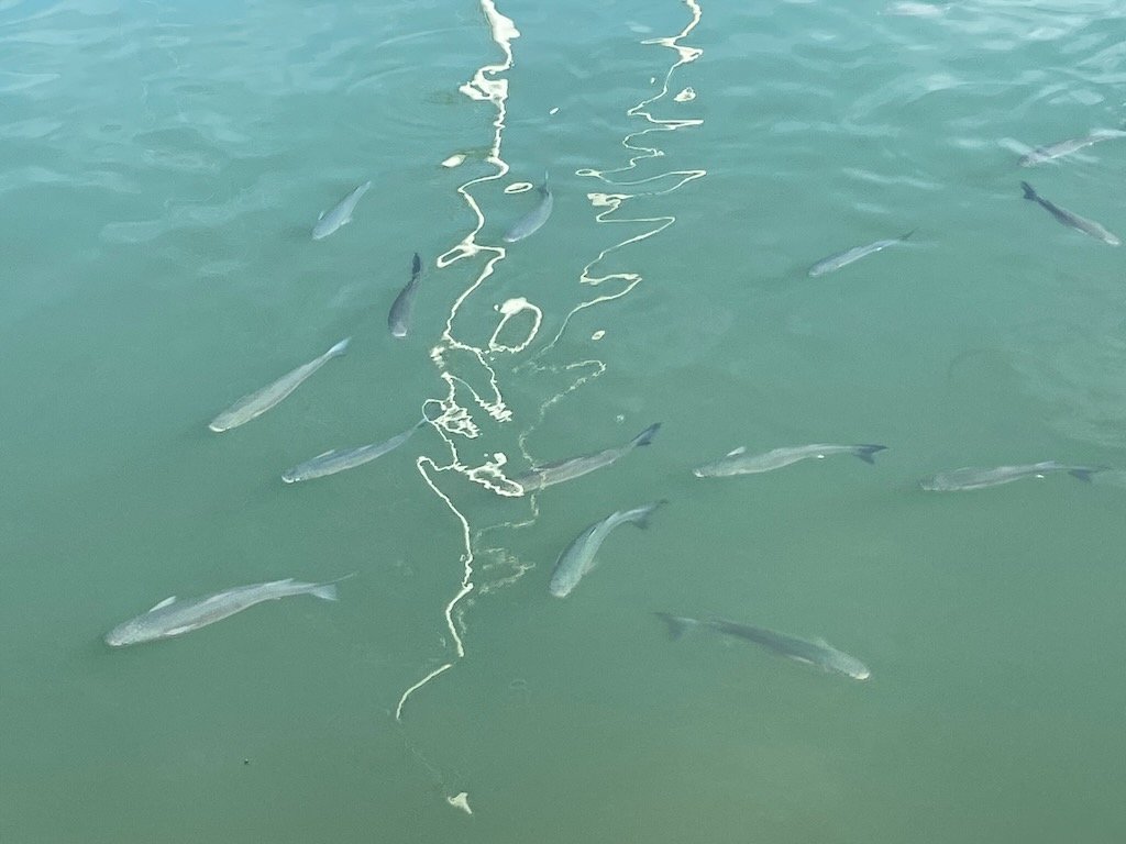 Große Fische im Hafenbecken