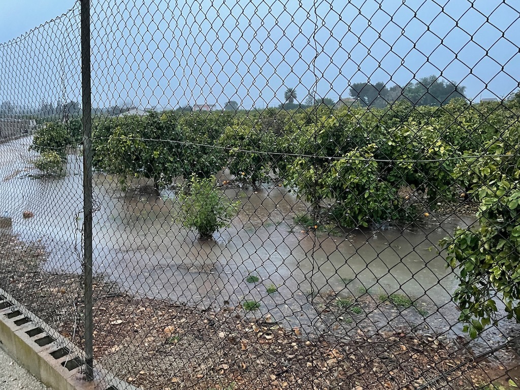 Das Regenwasser steht unter Orangenbäumen