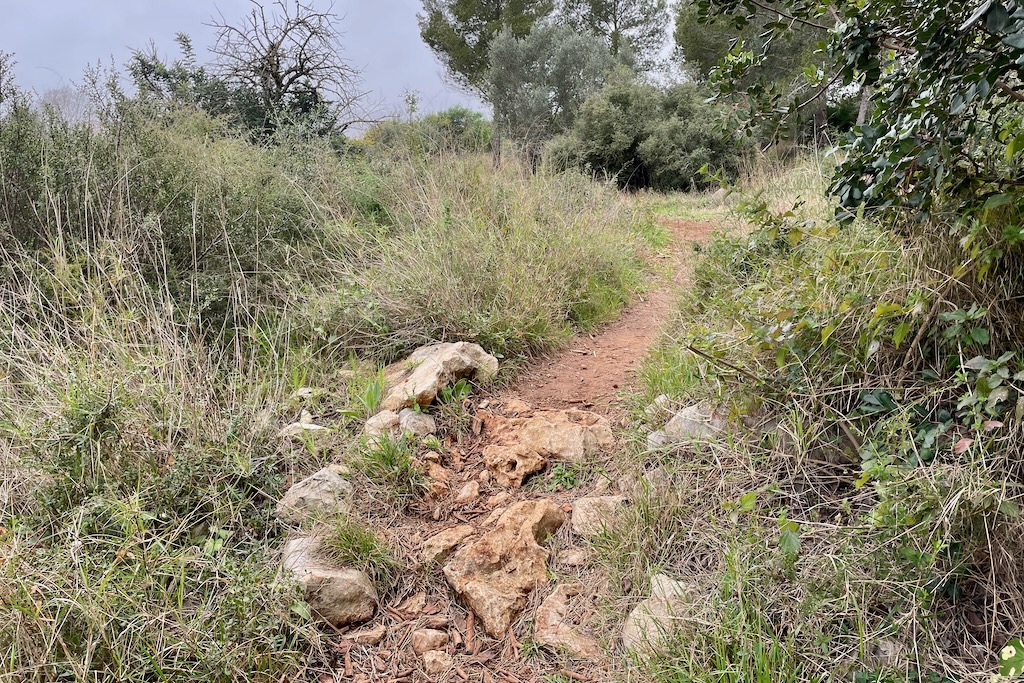 Singletrail im Wald