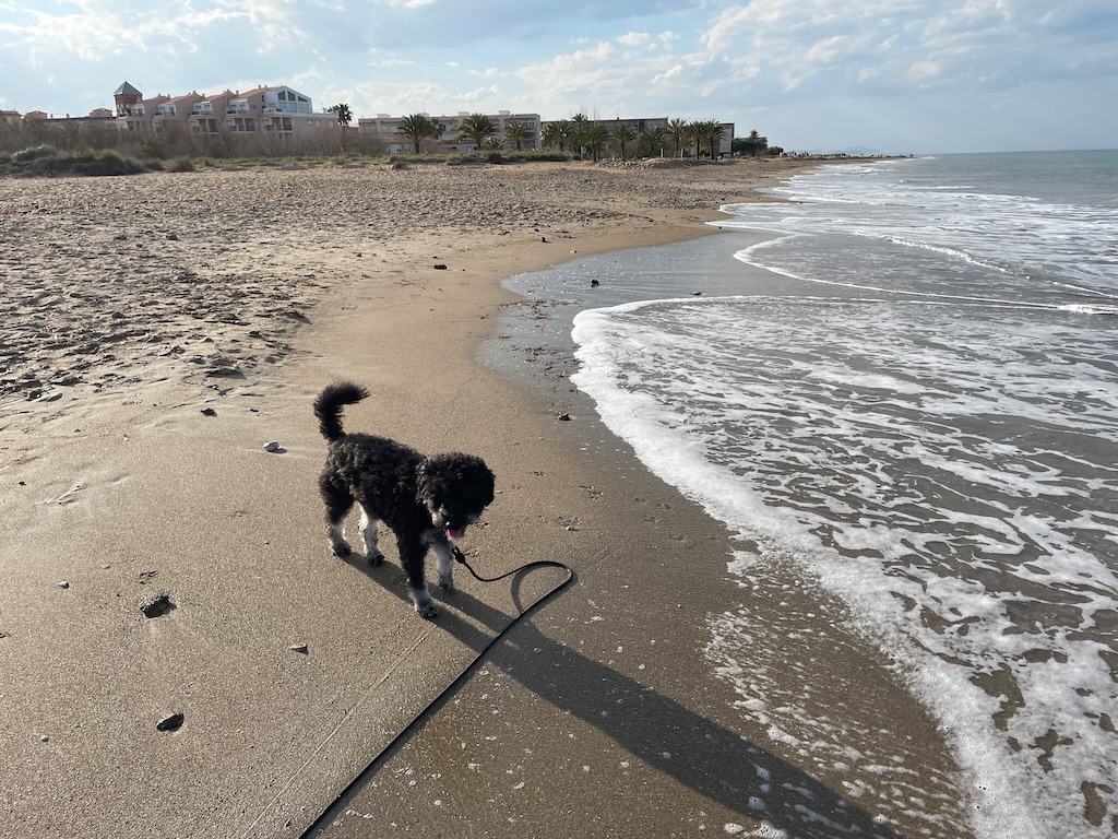 Mit dem Hund am Strand von Dénia