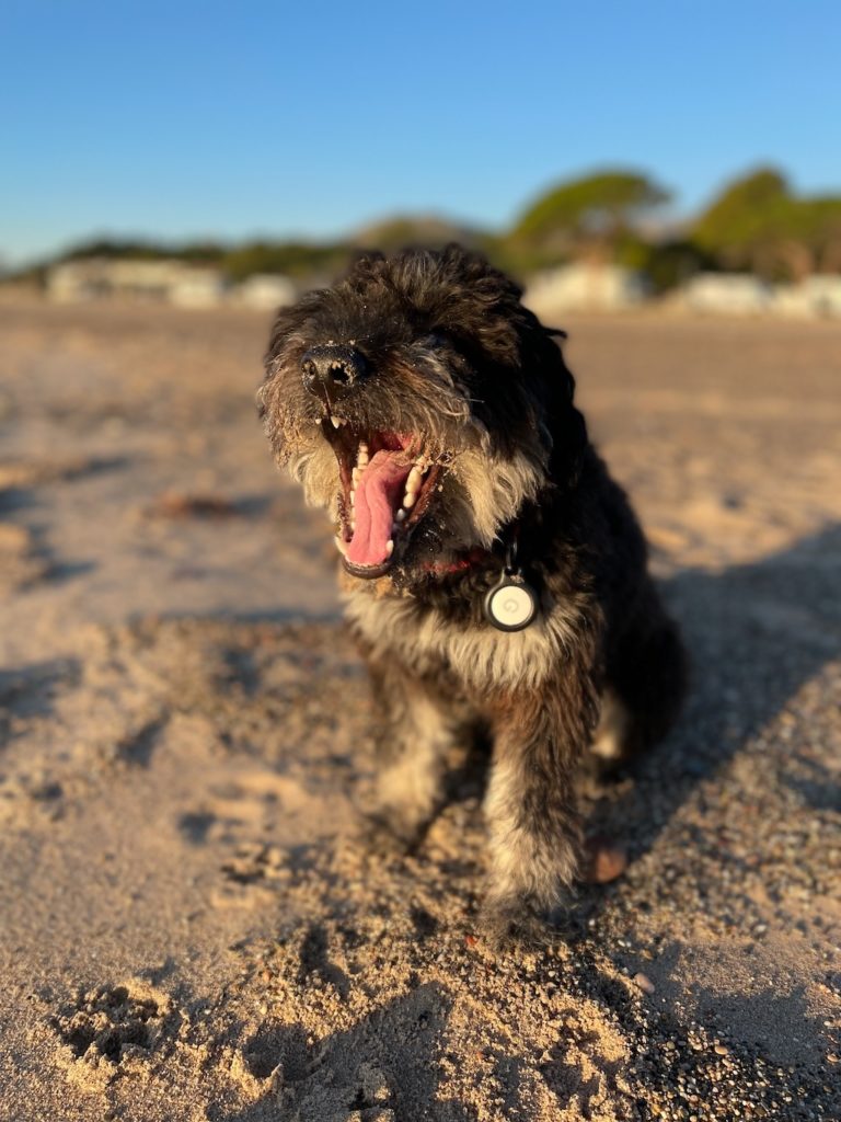 Hund ist glücklich