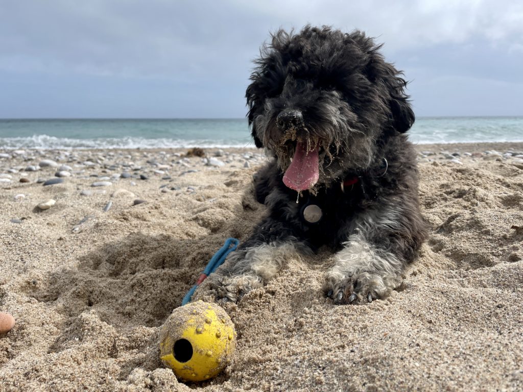 Gizmo genießt die Zeit am Strand