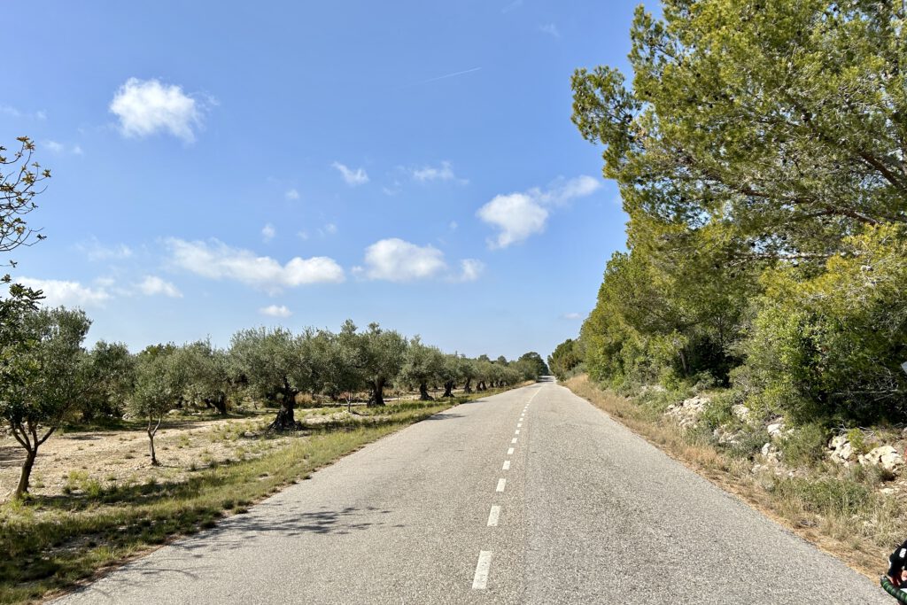 Straße entlang eines Olivenhains