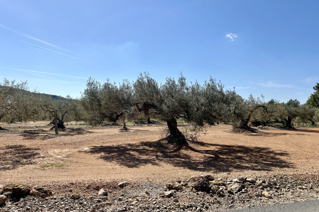 Alte Olivenbäume im Hinterland