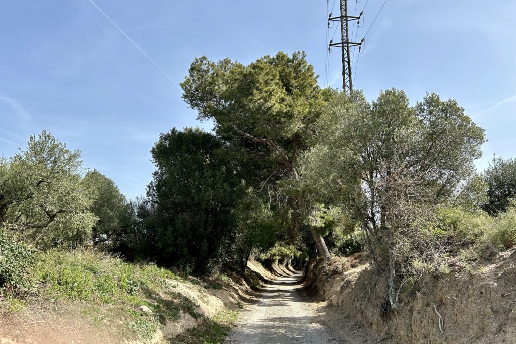 Grüner Tunnel durch Bäume auf der Strecke